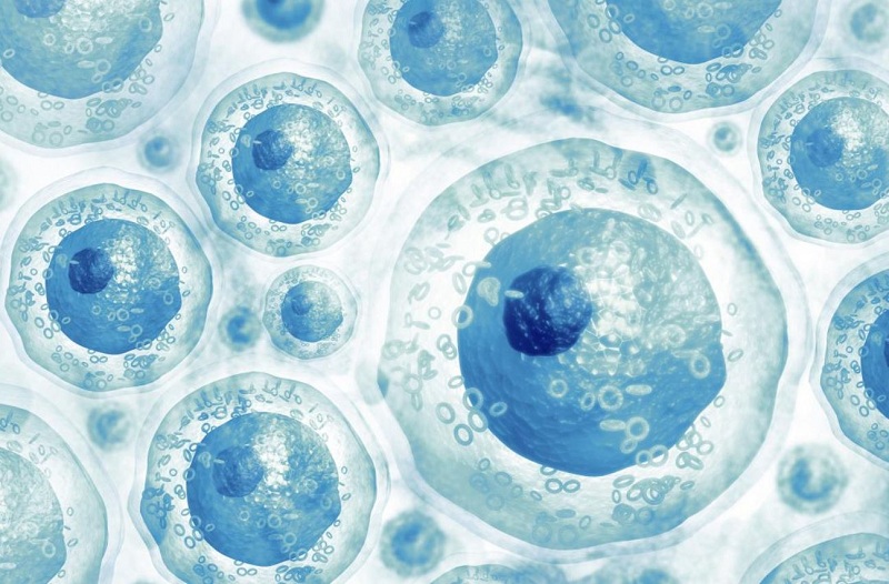 Co may loai te bao goc